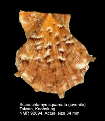 Scaeochlamys squamata (11).jpg - Scaeochlamys squamata(Gmelin,1791)